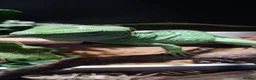 Lizard reptiles for sale: Green basilisk with full setup  - Advert 7