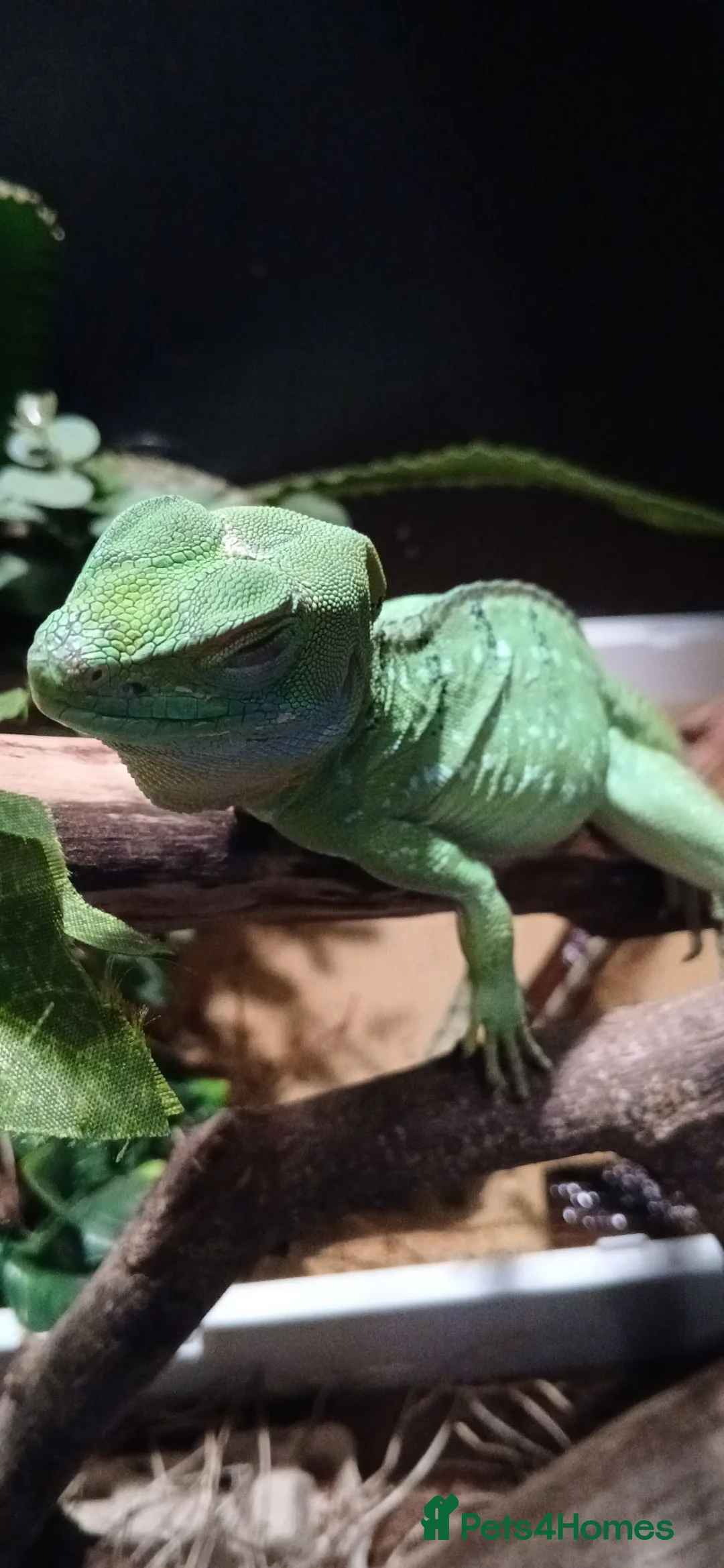 Lizard reptiles for sale: Green basilisk with full setup  - Advert 7
