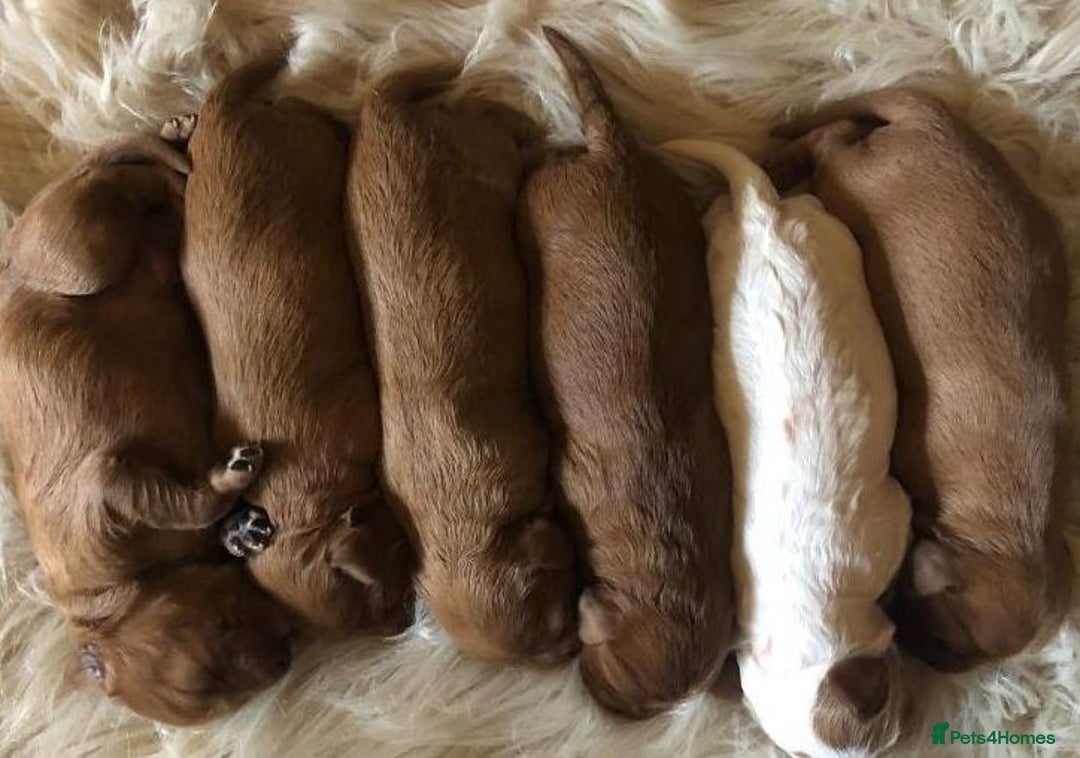 Cavapoo dogs for sale: Cavapoo puppies  - Image 2