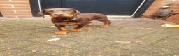 Dobermann dogs for stud: Proven Euro Doberman Stud in London - Advert 17