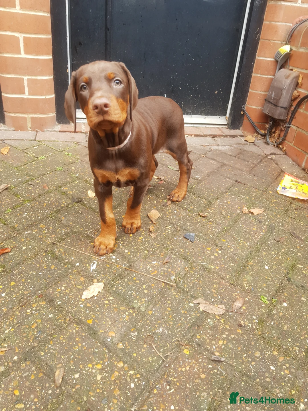 Dobermann dogs for stud: Proven Euro Doberman Stud in London - Advert 17