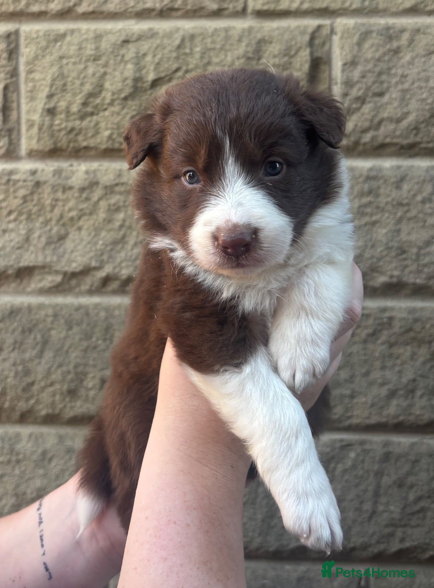 Border Collie dogs KC REGISTERED beautiful border collie pups  - Advert 2