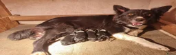 Border Collie dogs for sale: Long haired border collie puppies  - Advert 10