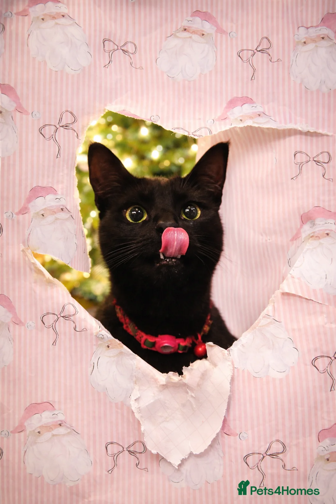 Domestic Shorthair cats for sale: Binx - Domestic Shorthair for sale in Colchester - Advert 1