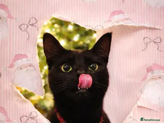 Domestic Shorthair cats Binx - Domestic Shorthair for sale - Advert 4