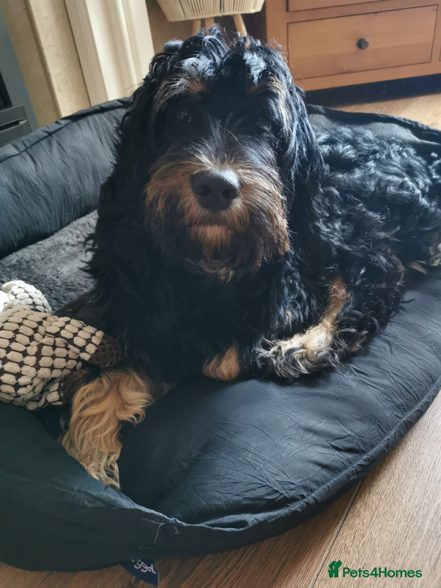 Cockapoo dogs Dexter - Advert 1