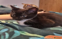 Domestic Shorthair cats for sale: Two Black and white 12wk old girls - Image 3