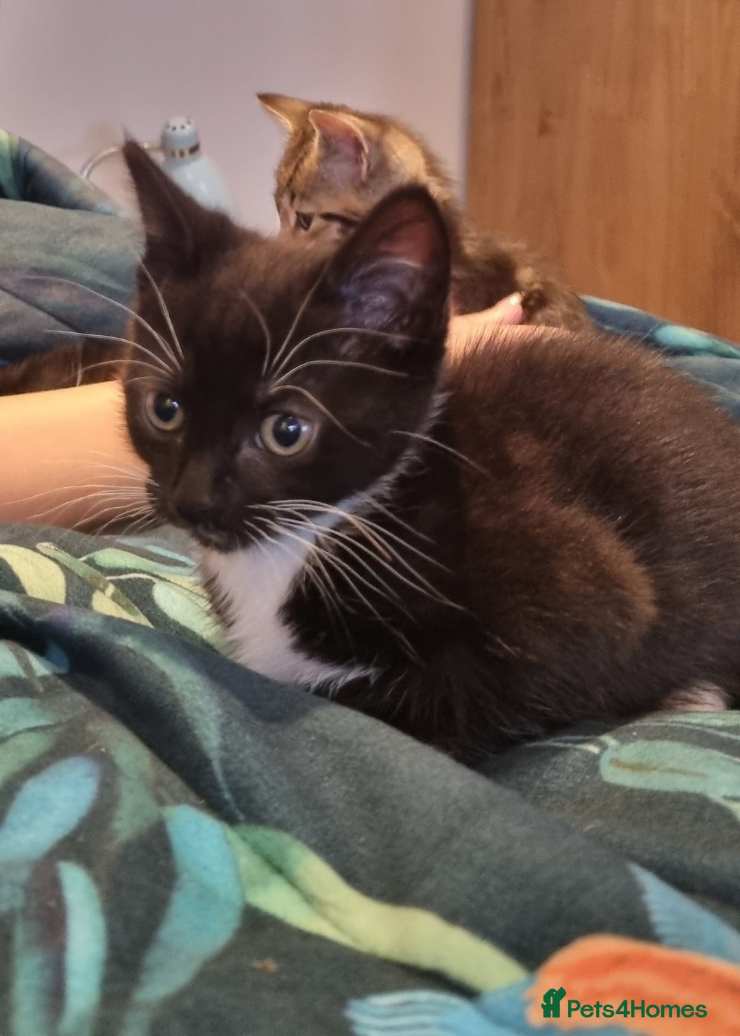 Domestic Shorthair cats for sale: Two Black and white 12wk old girls - Image 3