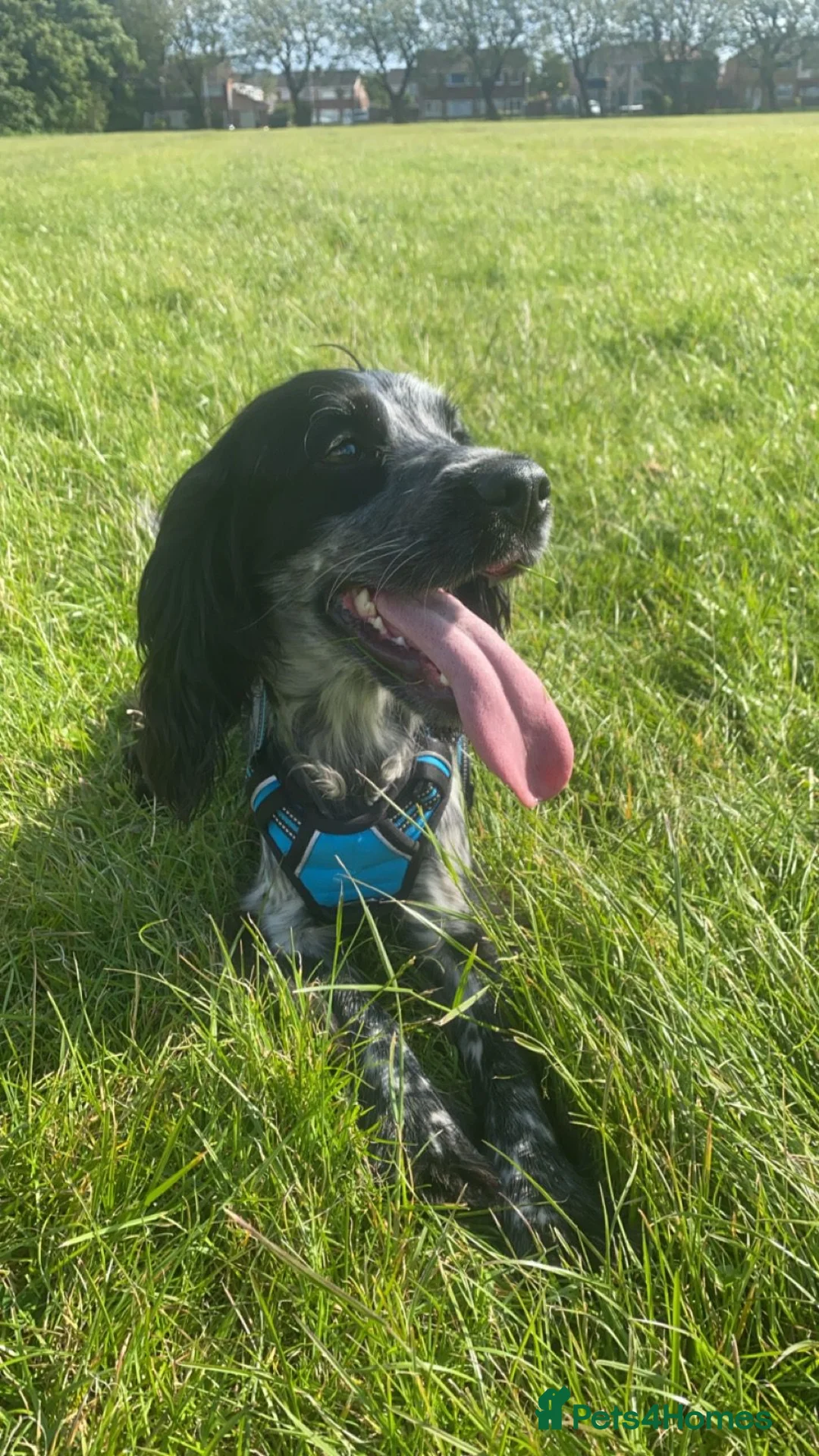 Cocker Spaniel dogs for stud: Dubie  - Advert 13