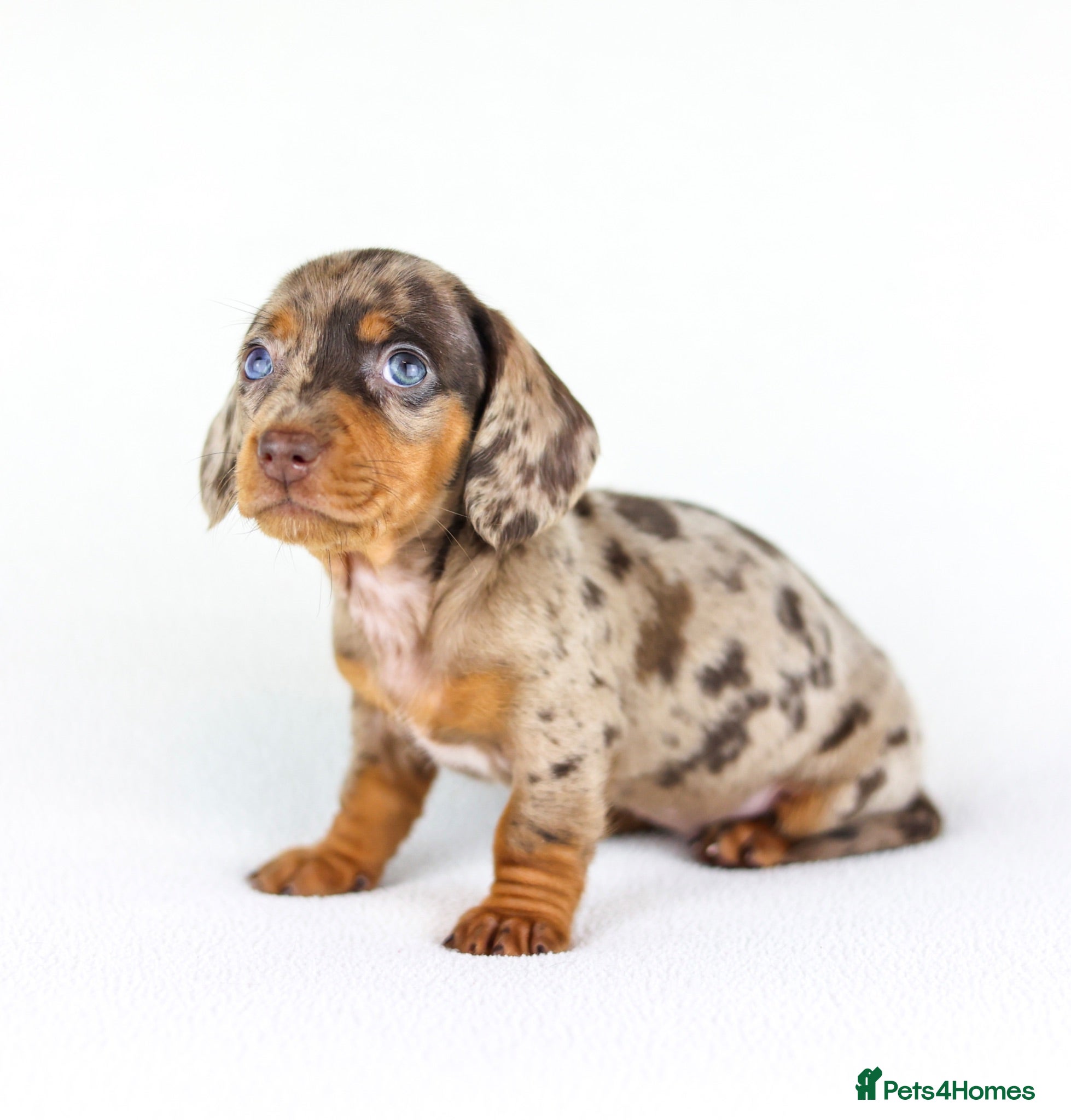 Miniature Dachshund dogs Short Haired miniature dachshund Puppy’s  - Advert 1