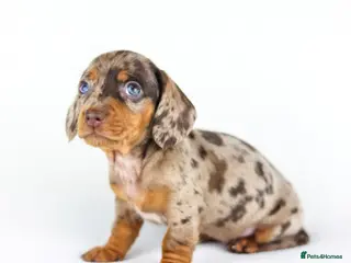 Miniature Dachshund dogs Short Haired miniature dachshund Puppy’s - Advert 1