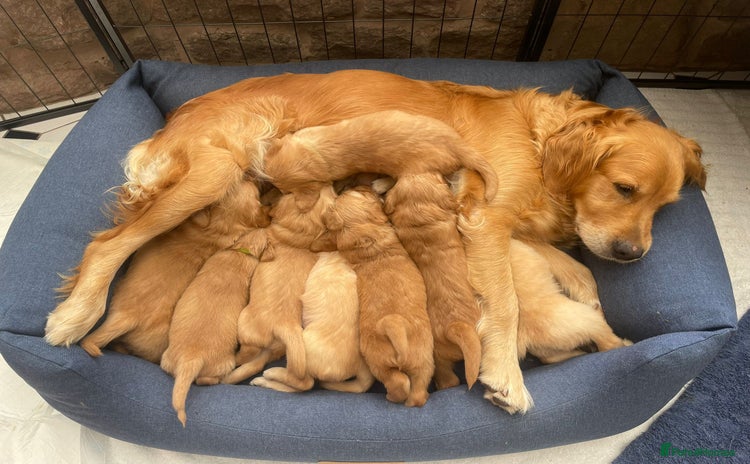 Golden Retriever dogs - Advert 15