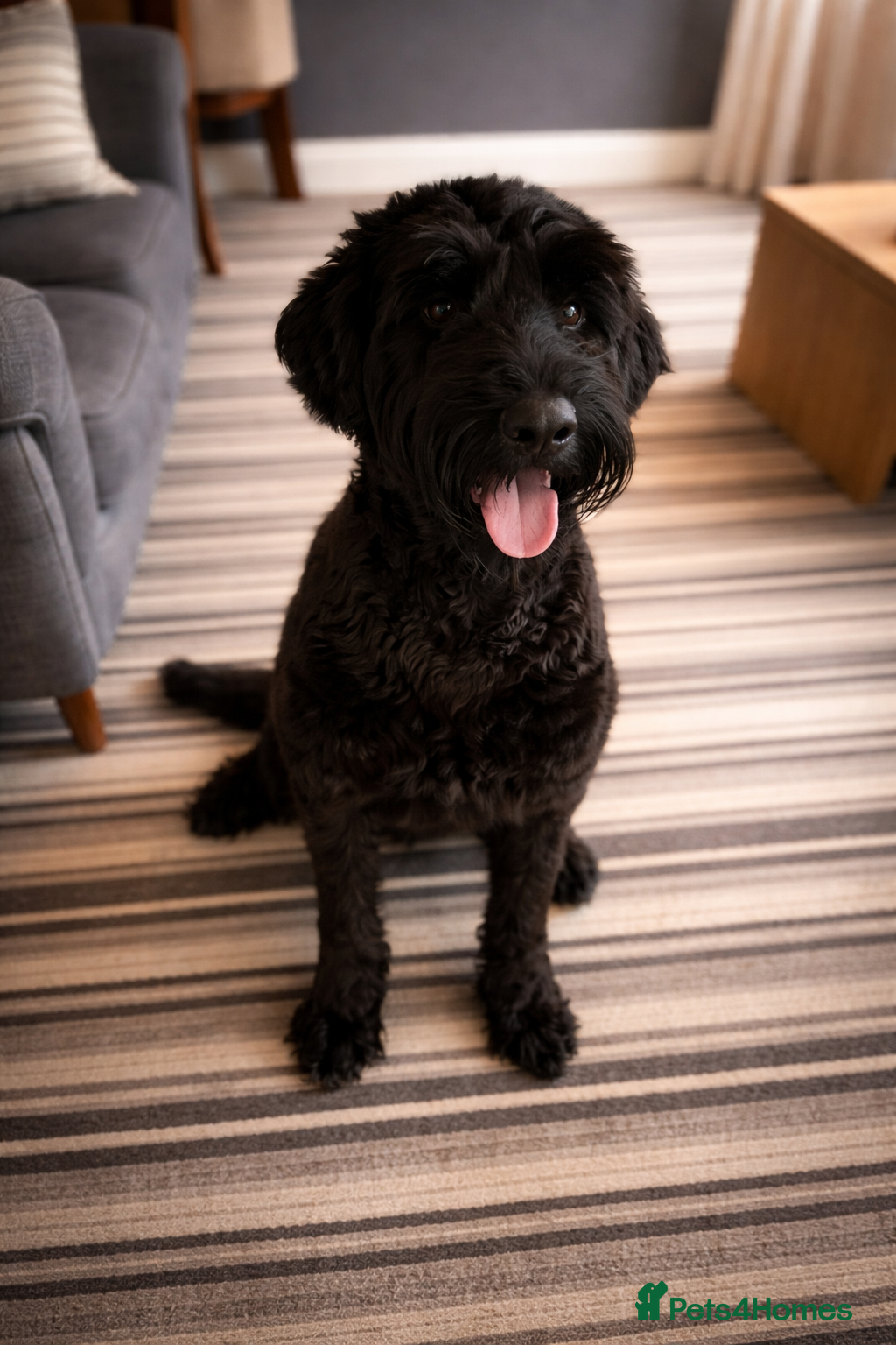 Giant Schnauzer dogs Giant Schnauzer  - Advert 2