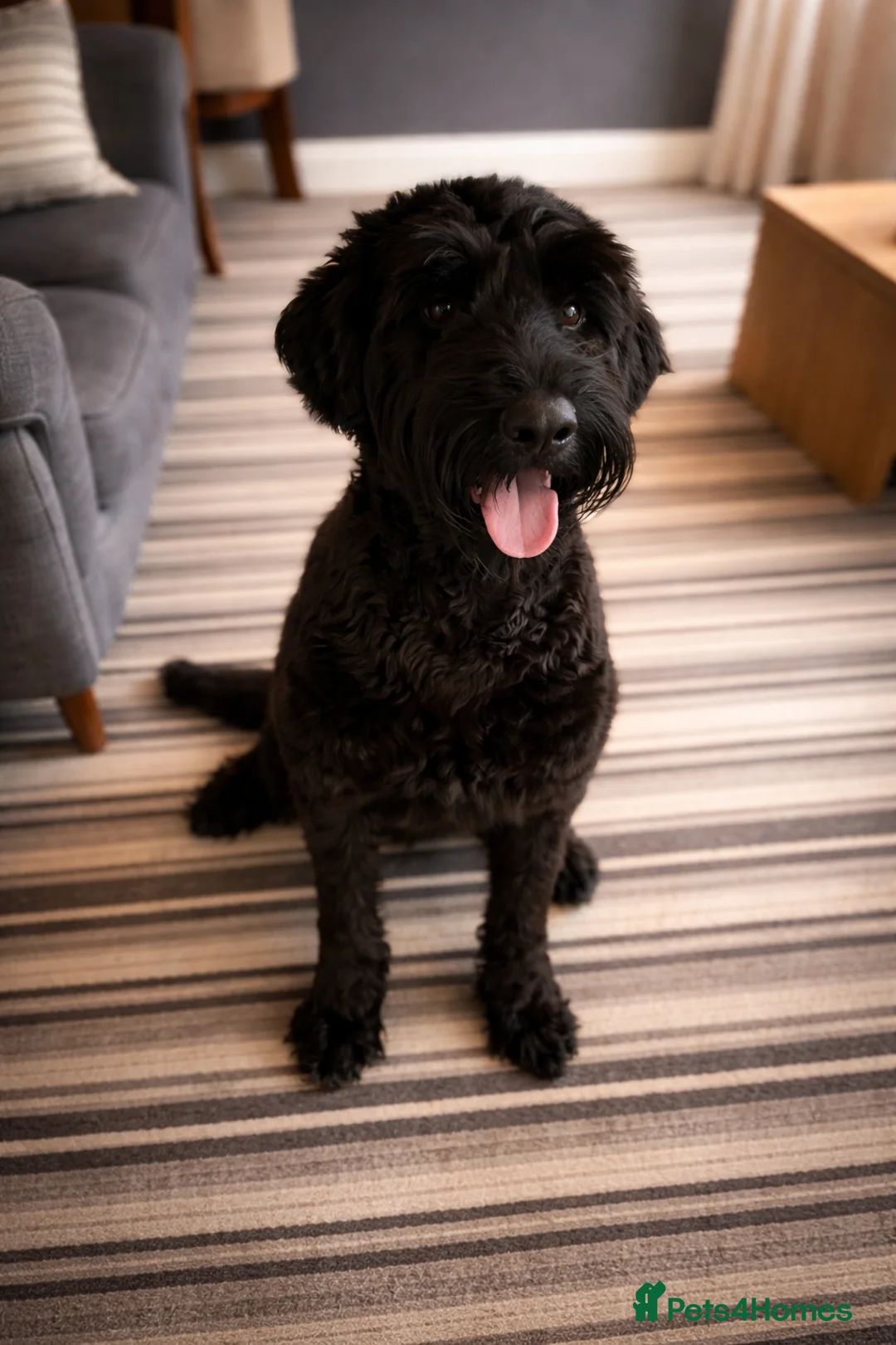 Giant Schnauzer dogs for sale: Giant Schnauzer  in Leeds - Advert 1