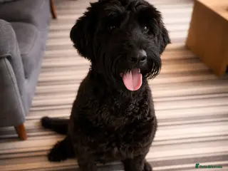 Giant Schnauzer dogs Giant Schnauzer - Advert 2