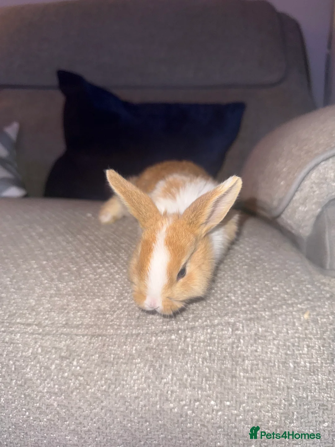 Mixed Breed rabbits for sale: Baby bunnies - Advert 11