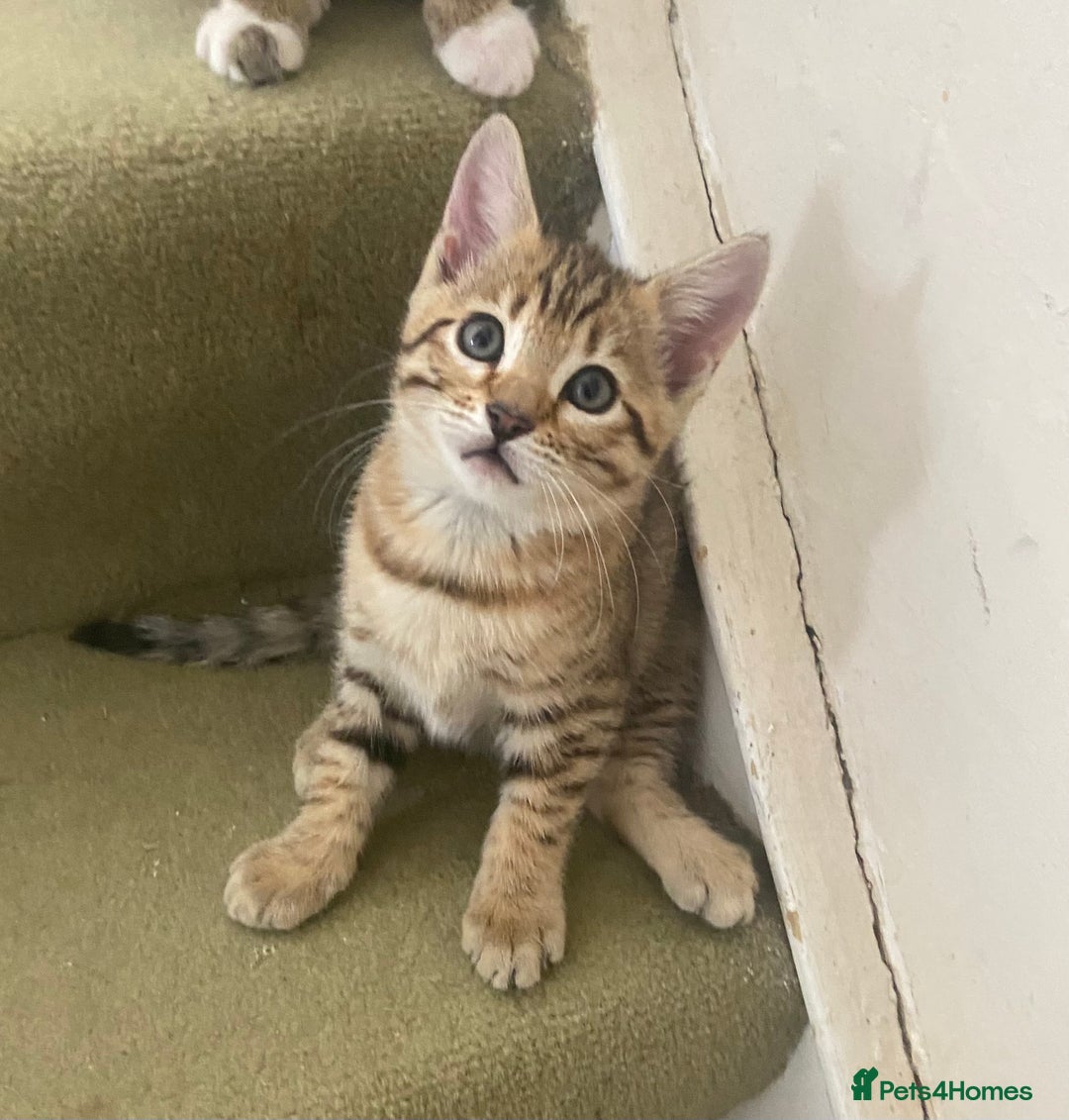 Bengal cats for sale: 3 BengalX kittens  - Image 15