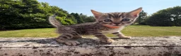Bengal cats for sale: Bengal x  in Dumfries - Advert 7