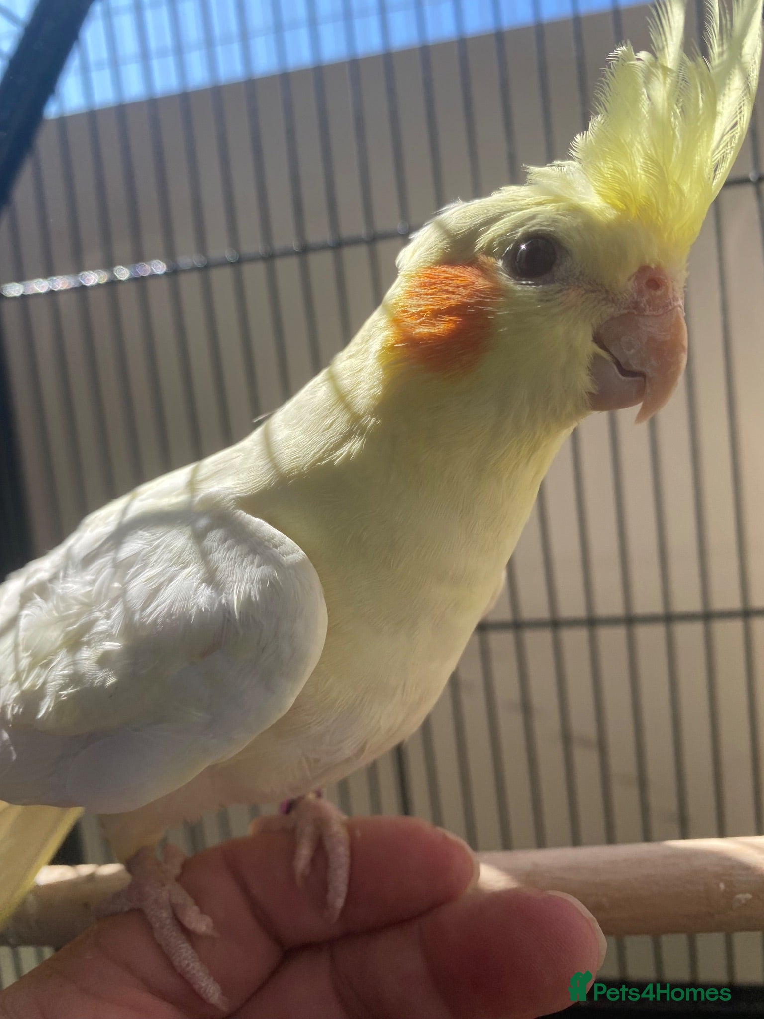 Cockatiels birds Cockatiels lutino mix and pied 12 weeks old - Advert 5