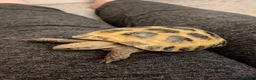 Tortoise reptiles for sale: Horsfield tortoise in Stockton-on-Tees - Advert 9