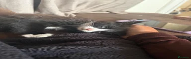 Mittens 
