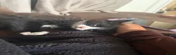 Mixed Breed cats for sale: 2 black and white kittens  in Highbridge - Advert 7