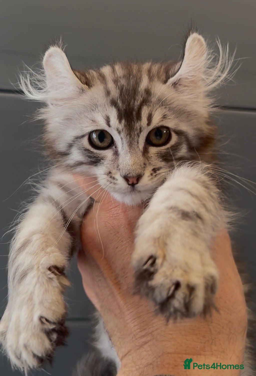American Curl cats American curl kittens rare breed ready now - Advert 14