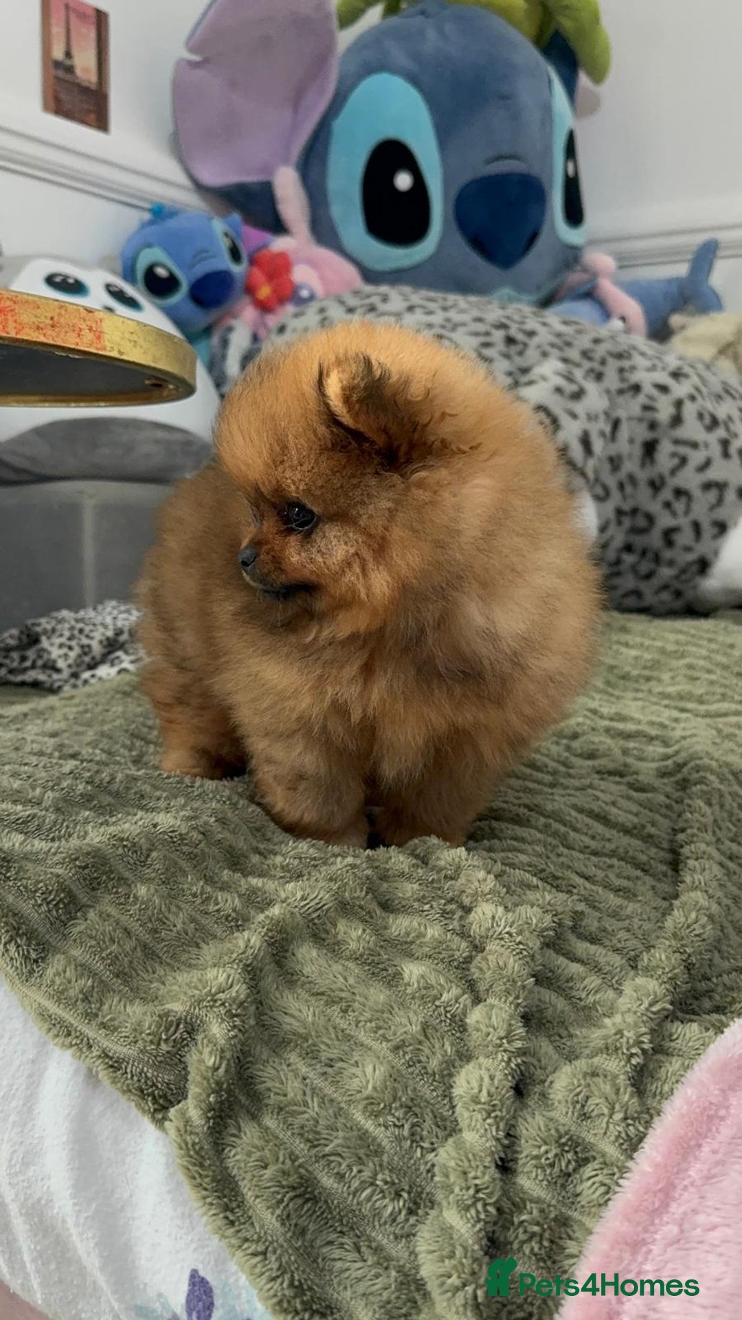 Pomeranian dogs for sale: Luxury puppy for sale - Advert 17