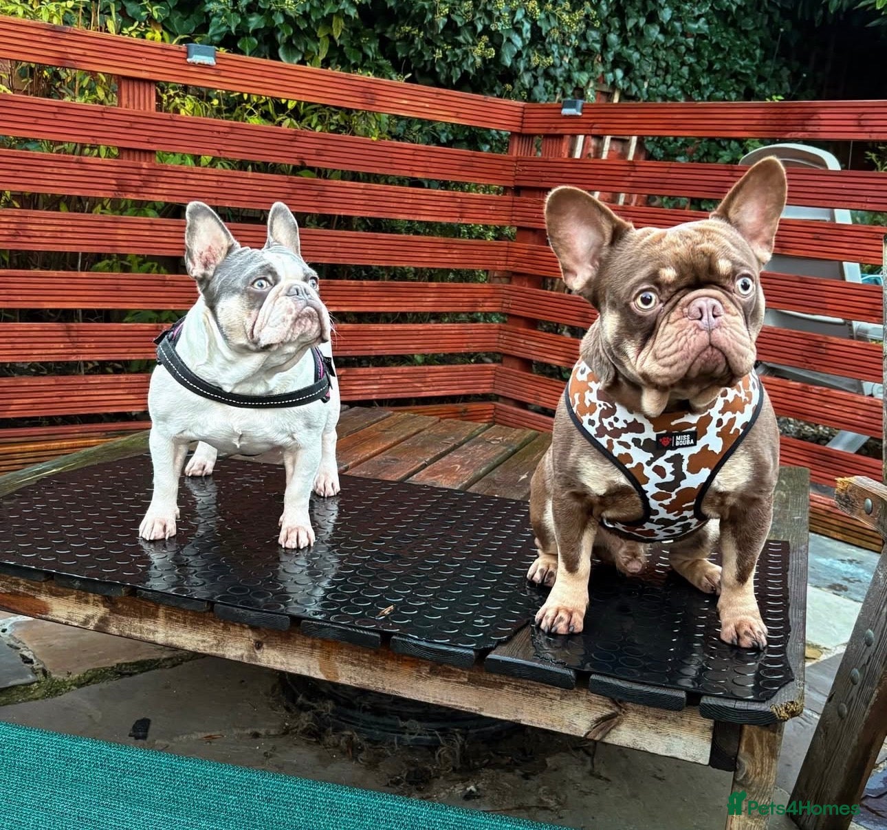 French Bulldog dogs Male Frenchie pup - Advert 1