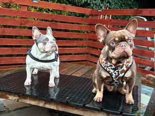 French Bulldog dogs Male Frenchie pup - Advert 1