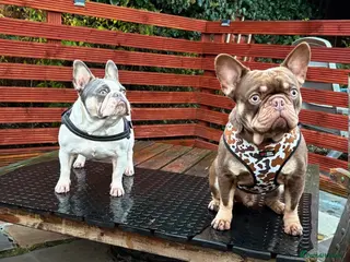 French Bulldog dogs Male Frenchie pup - Advert 12