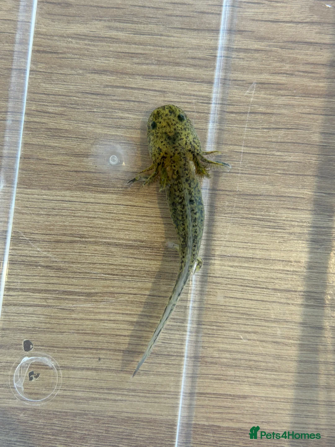 Axolotl reptiles for sale: Juvenile Axolotls – (Minor Nips) - Advert 2