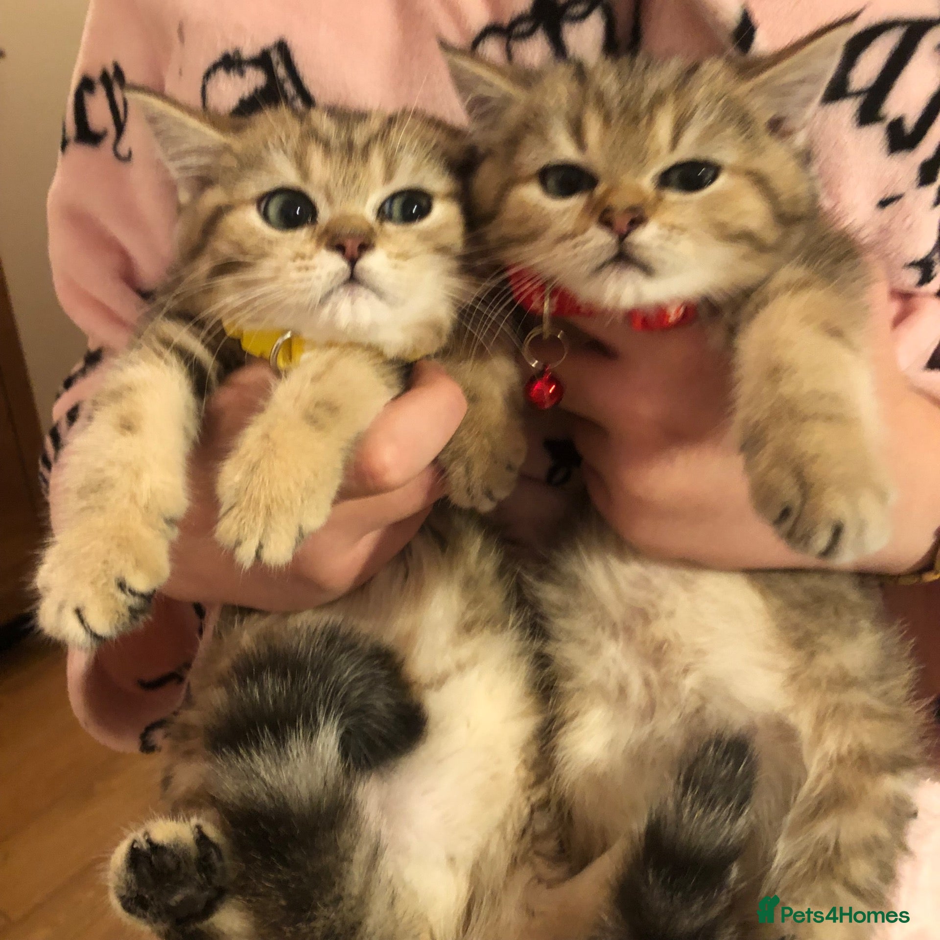 British Shorthair cats British shorthair kittens  - Advert 4
