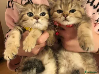 British Shorthair cats British shorthair kittens - Advert 4
