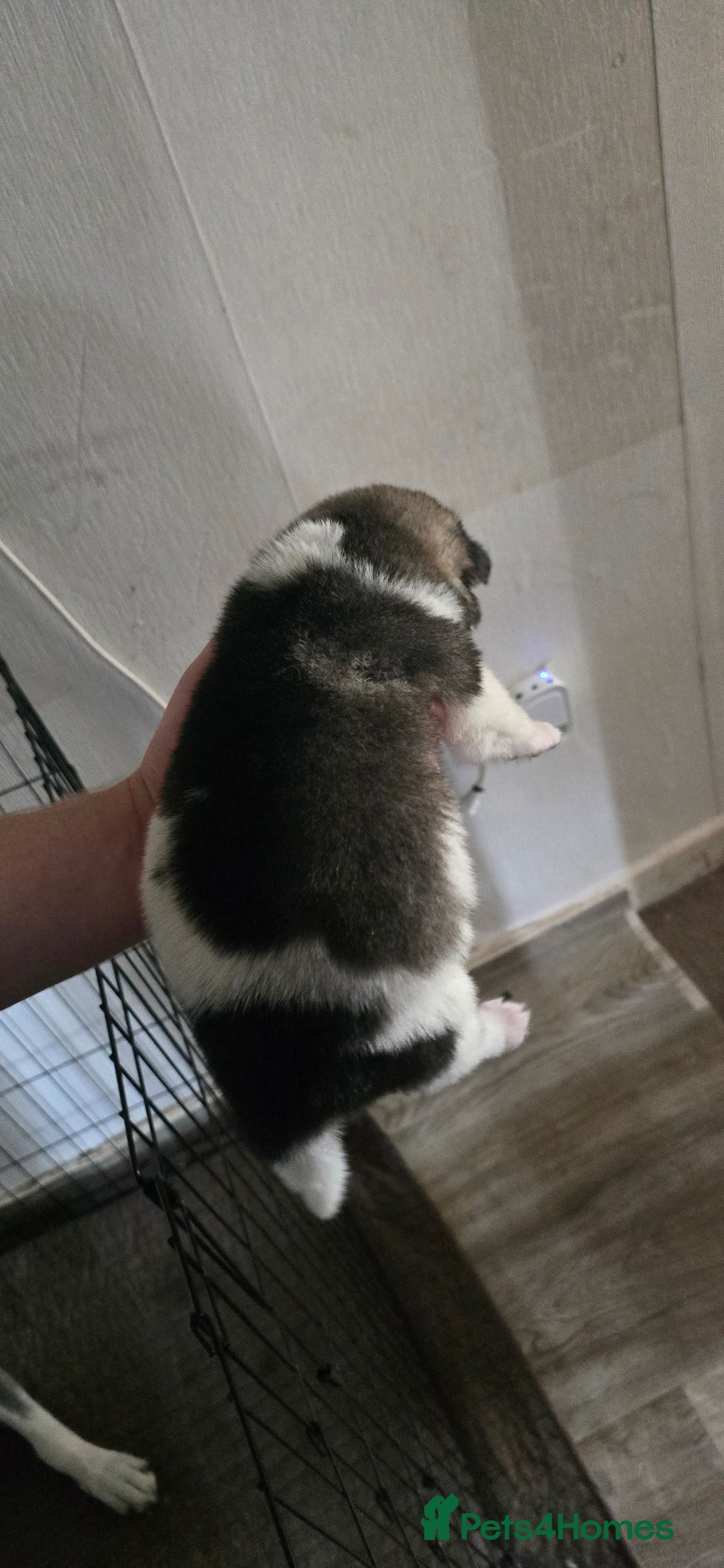Mixed Breed dogs for sale: Northern Inuit cross American akita  - Image 11