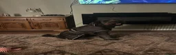 Mixed Breed dogs for sale: rehoming - Advert 1