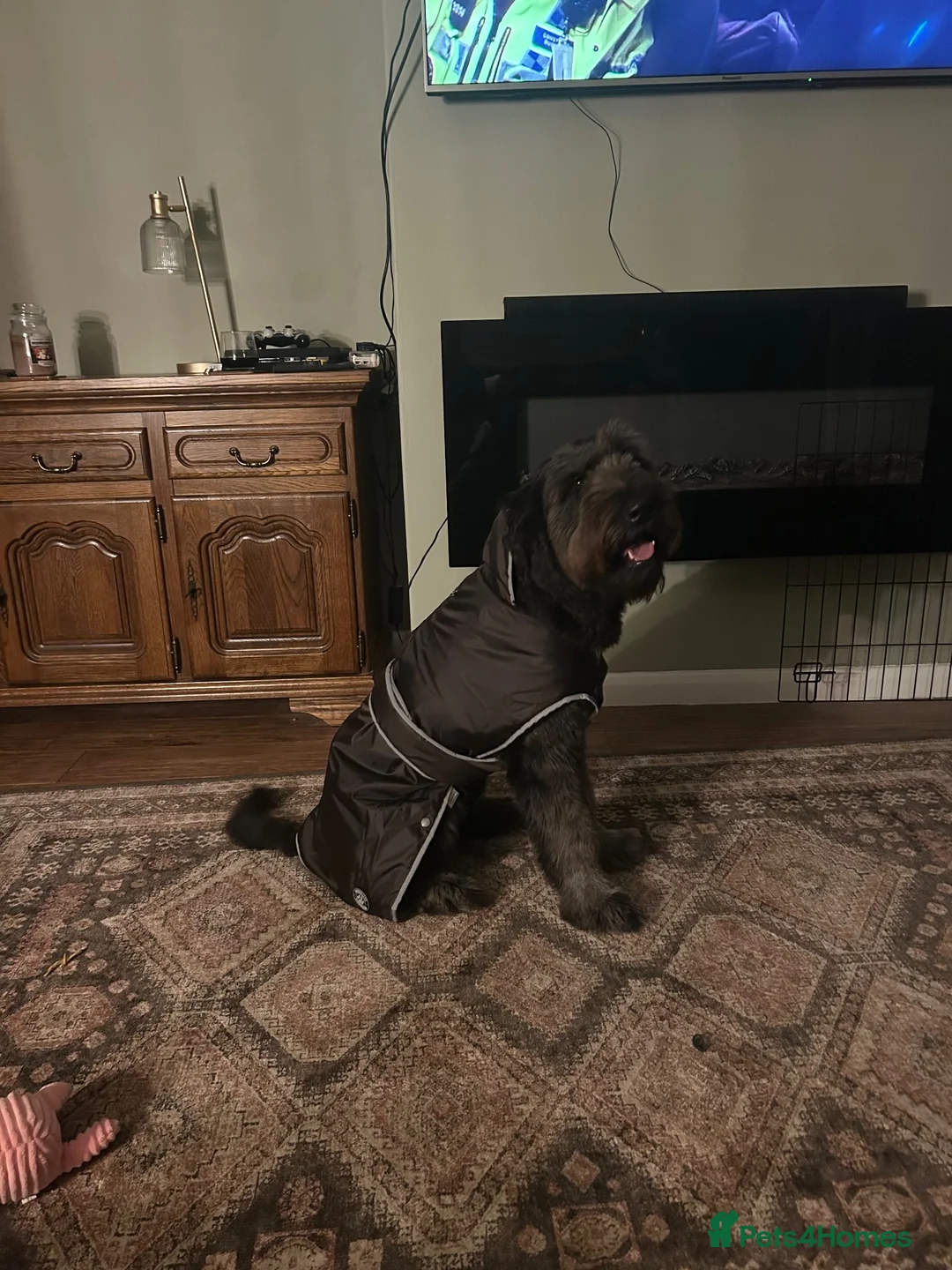 Mixed Breed dogs for sale: rehoming - Advert 1