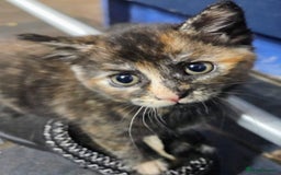 Mixed Breed cats for sale: 4 Fab Kittens READY NOW - Image 1