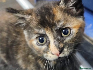 Mixed Breed cats - Advert 5