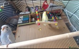 Budgerigars birds for sale: 2 budgies and large cage  - Image 6