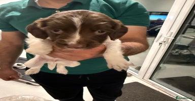 English Springer Spaniel dogs - Advert 4