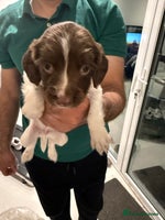 English Springer Spaniel dogs - Advert 1