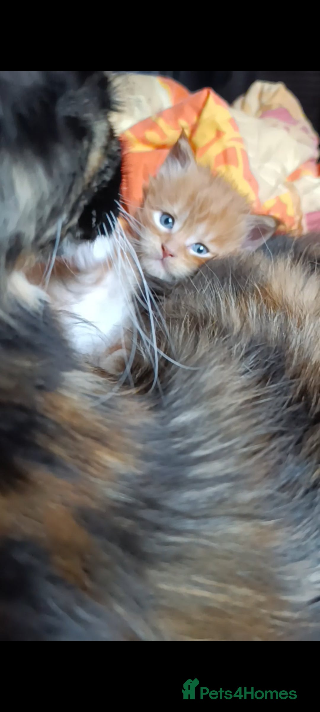 Maine Coon cats for sale: Maine Coon kitten Fire Red Marble Tabby and White - Image 18