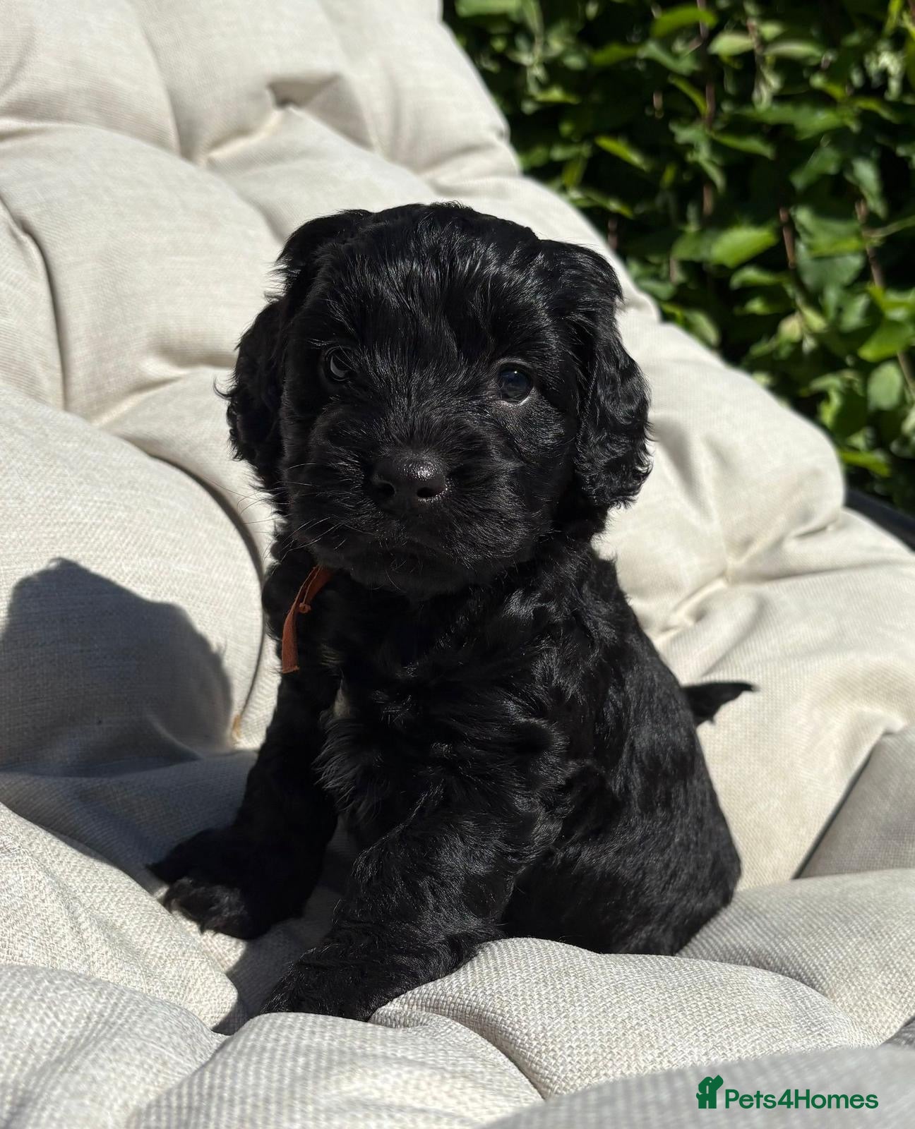 Cockapoo dogs Stunning miniature cockapoos - Advert 10
