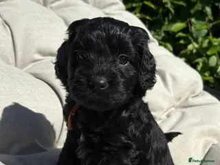 Cockapoo dogs Stunning miniature cockapoos - Advert 18