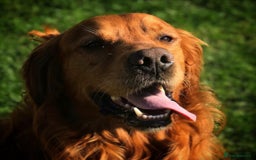 Golden Retriever dogs for sale: KC reg Golden retriever puppies - Image 4