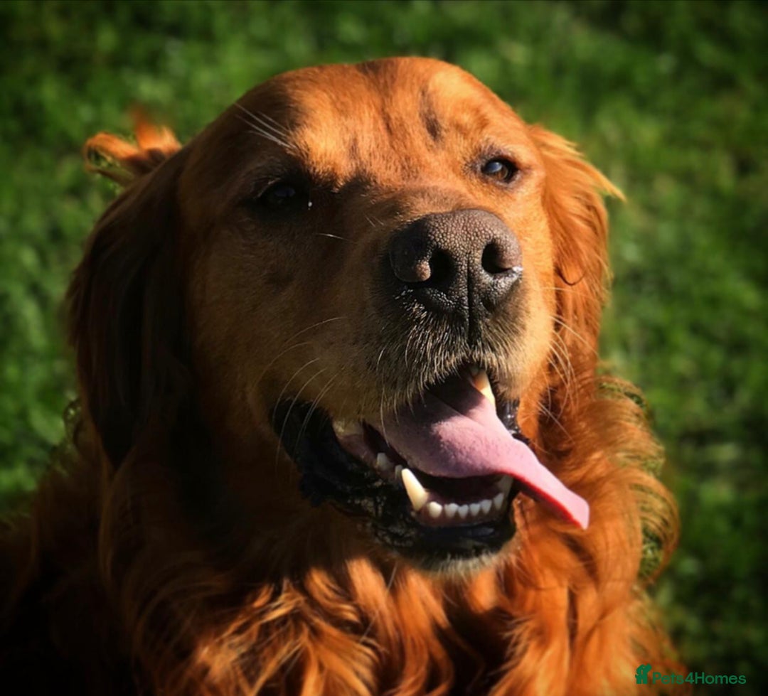 Golden Retriever dogs for sale: KC reg Golden retriever puppies - Image 4