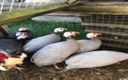Guinea Fowl poultry for sale: Guinea fowl hatching eggs  in Frodsham - Image 1