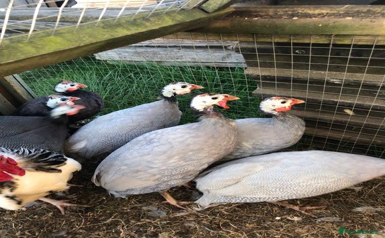 Guinea Fowl poultry in Frodsham - Advert 5