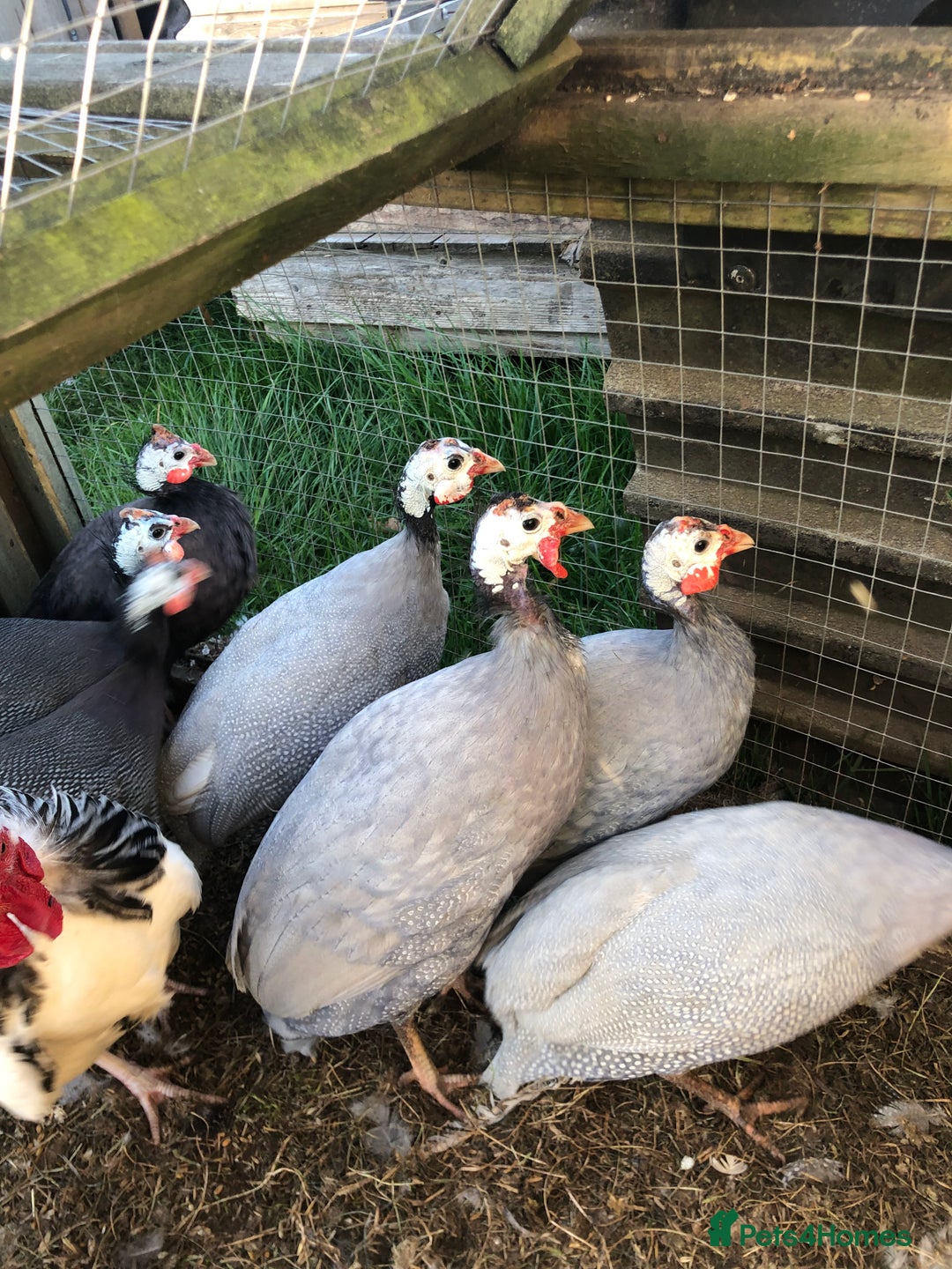 Guinea Fowl poultry for sale: Guinea fowl hatching eggs  in Frodsham - Image 1